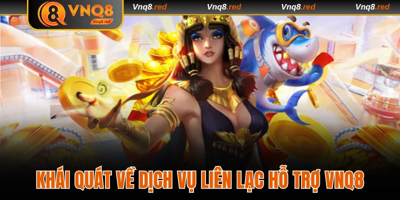 Liên Hệ VNQ8 - Trả Lời Thắc Mắc Của Người Dùng 24/24